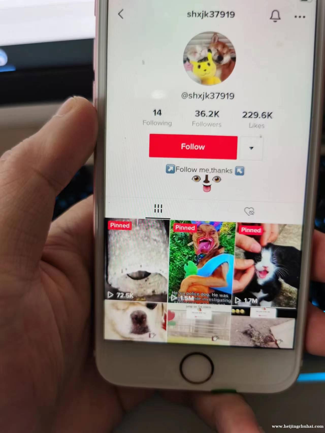 出全球tiktok 千粉 万粉 十万粉 账号6.19